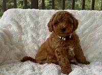Memorial Day Pickup! Annabelle , a female Miniature Goldendoodle for sale in Randolph, WI – 2 of 4
