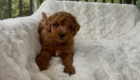 Memorial Day Pickup! Annabelle , a female Miniature Goldendoodle for sale in Randolph, WI – 3 of 4