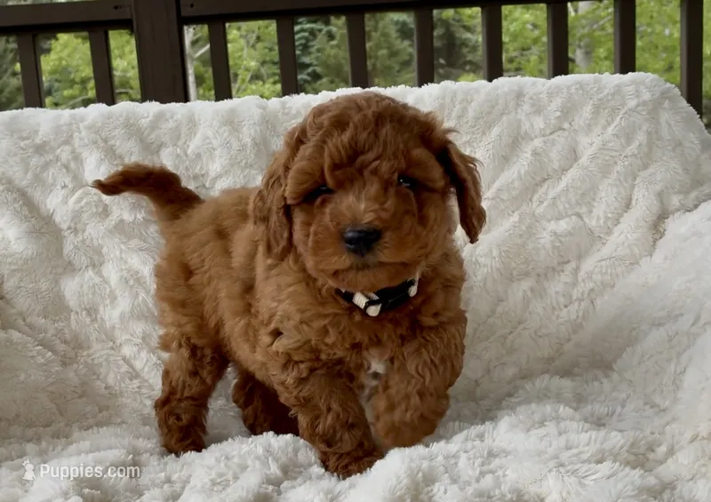 Memorial Day Pickup! Annabelle  – Miniature Goldendoodle puppy for sale in Randolph, WI