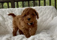 Memorial Day Pickup! Annabelle , a female Miniature Goldendoodle for sale in Randolph, WI – 1 of 4