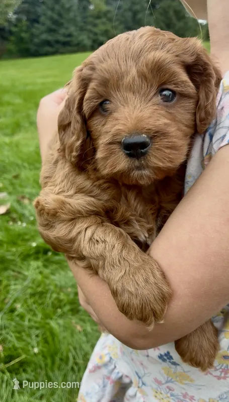 Mini Capp  – Miniature Goldendoodle puppy for sale in Randolph, WI