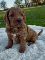 Cooper, a male Miniature Goldendoodle for sale in Randolph, WI – 1 of 3
