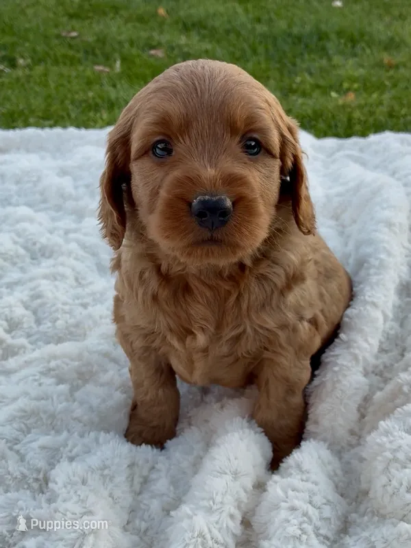 Chester – Miniature Goldendoodle puppy for sale in Randolph, WI