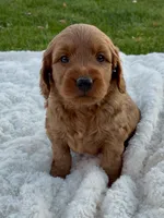 Chester, a male Miniature Goldendoodle for sale in Randolph, WI – 1 of 3