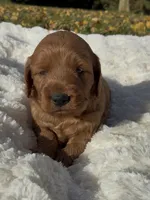 Mini Cleo, a female Miniature Goldendoodle for sale in Randolph, WI – 1 of 3