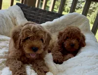 Mini F1B Abel, a male Miniature Goldendoodle for sale in Randolph, WI – 5 of 5