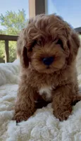 Mini F1B Adrian, a male Miniature Goldendoodle for sale in Randolph, WI – 5 of 5