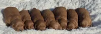 Mini Capp , a male Miniature Goldendoodle for sale in Randolph, WI – 2 of 7