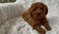 Memorial Day! Abel, a male Miniature Goldendoodle for sale in Randolph, WI – 3 of 4