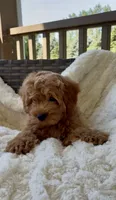 Mini F1B Adrian, a male Miniature Goldendoodle for sale in Randolph, WI – 3 of 5