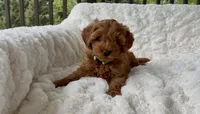 Memorial Day Pick-up! Alexander , a male Miniature Goldendoodle for sale in Randolph, WI – 3 of 4
