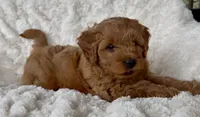 Memorial Day pick-up! Adrian, a male Miniature Goldendoodle for sale in Randolph, WI – 2 of 4