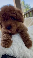 Mini F1B Abel, a male Miniature Goldendoodle for sale in Randolph, WI – 2 of 5