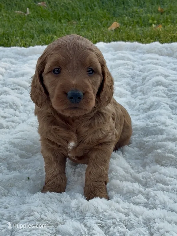 Mini Cleo – Miniature Goldendoodle puppy for sale in Randolph, WI