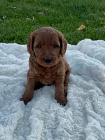 Chase, a male Miniature Goldendoodle for sale in Randolph, WI – 2 of 3