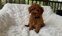 Memorial Day! Abel, a male Miniature Goldendoodle for sale in Randolph, WI – 4 of 4