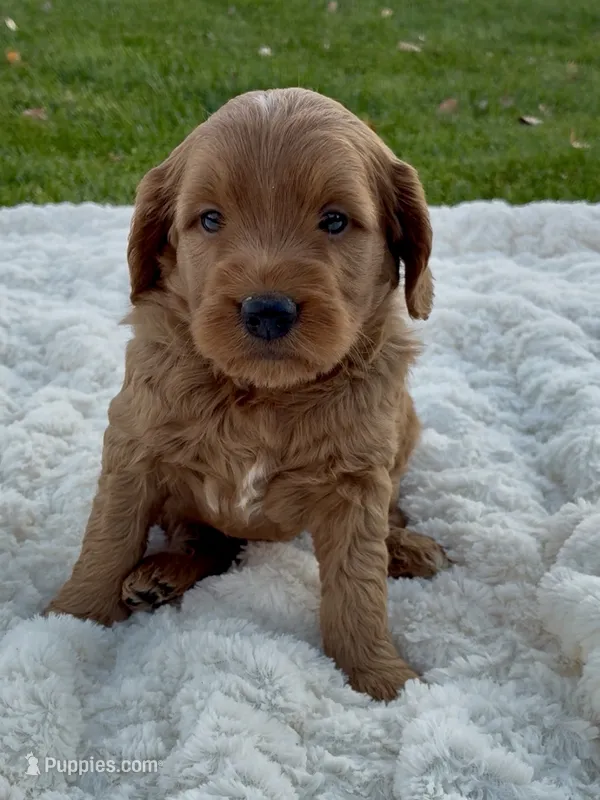 Callie – Miniature Goldendoodle puppy for sale in Randolph, WI
