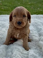 Callie, a female Miniature Goldendoodle for sale in Randolph, WI – 1 of 3