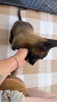 Sable orange collar , a male Belgian Malinois for sale in Chesterfield, SC – 3 of 3