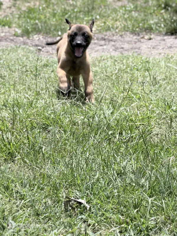 Light pink girl  – Belgian Malinois puppy for sale in Chesterfield, SC