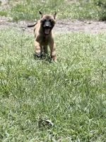 Light pink girl , a female Belgian Malinois for sale in Chesterfield, SC – 1 of 2