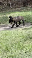 Dark mahogany girl peach collar , a female Belgian Malinois for sale in Chesterfield, SC – 2 of 2