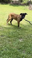 Red Sable , a male Belgian Malinois for sale in Chesterfield, SC – 5 of 6