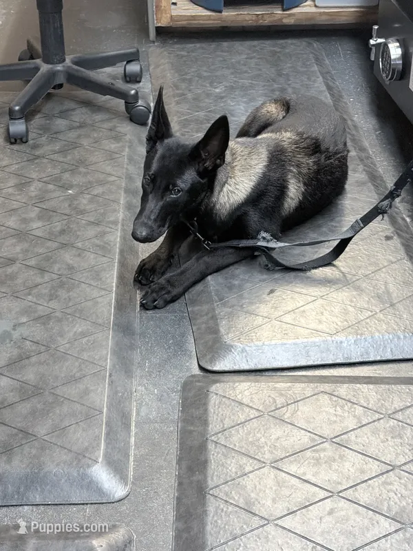 Dark mahogany  silver collar  – Belgian Malinois puppy for sale in Chesterfield, SC