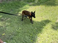 orange collar , a male Belgian Malinois for sale in Chesterfield, SC – 7 of 8