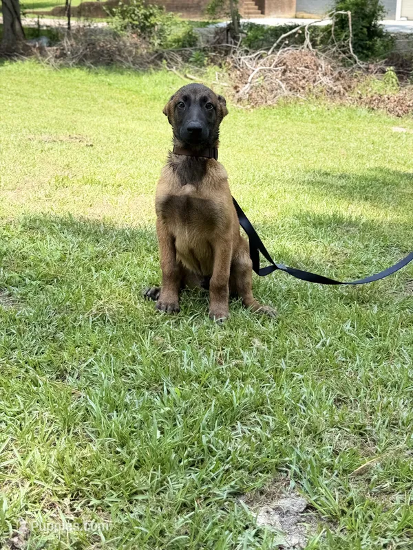 Brown Sable boy – Belgian Malinois puppy for sale in Chesterfield, SC