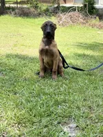 Brown Sable boy, a male Belgian Malinois for sale in Chesterfield, SC – 1 of 4