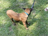 Blue , a male Belgian Malinois for sale in Chesterfield, SC – 5 of 5