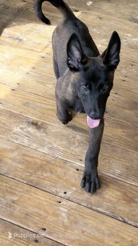 Dark mahogany  – Belgian Malinois puppy for sale in Chesterfield, SC