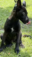 Dark mahogany  silver collar , a female Belgian Malinois for sale in Chesterfield, SC – 4 of 5