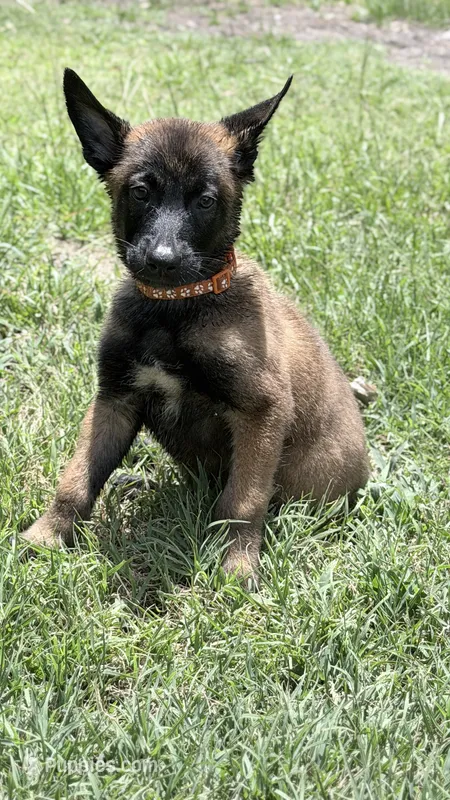Sable orange  – Belgian Malinois puppy for sale in Chesterfield, SC
