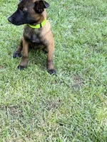 Lime green collar , a male Belgian Malinois for sale in Chesterfield, SC – 4 of 6