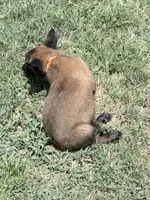 Sable orange , a male Belgian Malinois for sale in Chesterfield, SC – 2 of 2