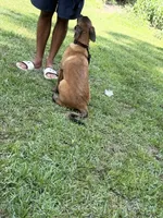 Brown Sable boy, a male Belgian Malinois for sale in Chesterfield, SC – 3 of 4