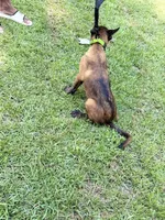 Lime green collar , a male Belgian Malinois for sale in Chesterfield, SC – 3 of 6