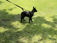 Dark mahogany  silver collar , a female Belgian Malinois for sale in Chesterfield, SC – 5 of 5