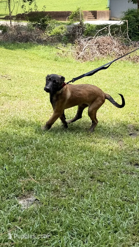 Red Sable  – Belgian Malinois puppy for sale in Chesterfield, SC