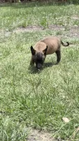 Little runt sable , a male Belgian Malinois for sale in Chesterfield, SC – 2 of 2