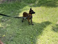 orange collar , a male Belgian Malinois for sale in Chesterfield, SC – 1 of 8