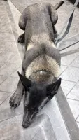 Dark mahogany  silver collar , a female Belgian Malinois for sale in Chesterfield, SC – 3 of 7