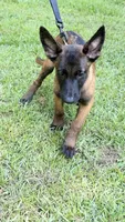 Lime green collar , a male Belgian Malinois for sale in Chesterfield, SC – 2 of 6