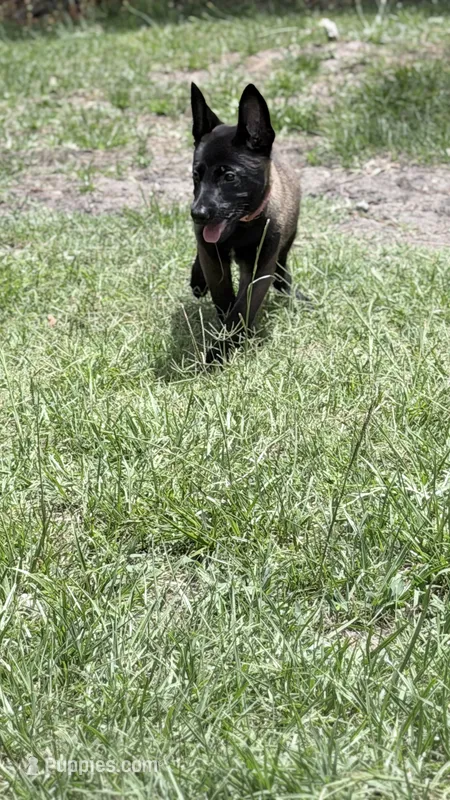 Dark mahogany girl peach collar  – Belgian Malinois puppy for sale in Chesterfield, SC