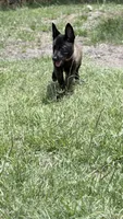 Dark mahogany girl peach collar , a female Belgian Malinois for sale in Chesterfield, SC – 1 of 2
