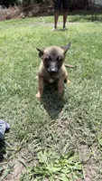 Blue , a male Belgian Malinois for sale in Chesterfield, SC – 2 of 2