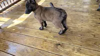 orange collar , a male Belgian Malinois for sale in Chesterfield, SC – 5 of 5