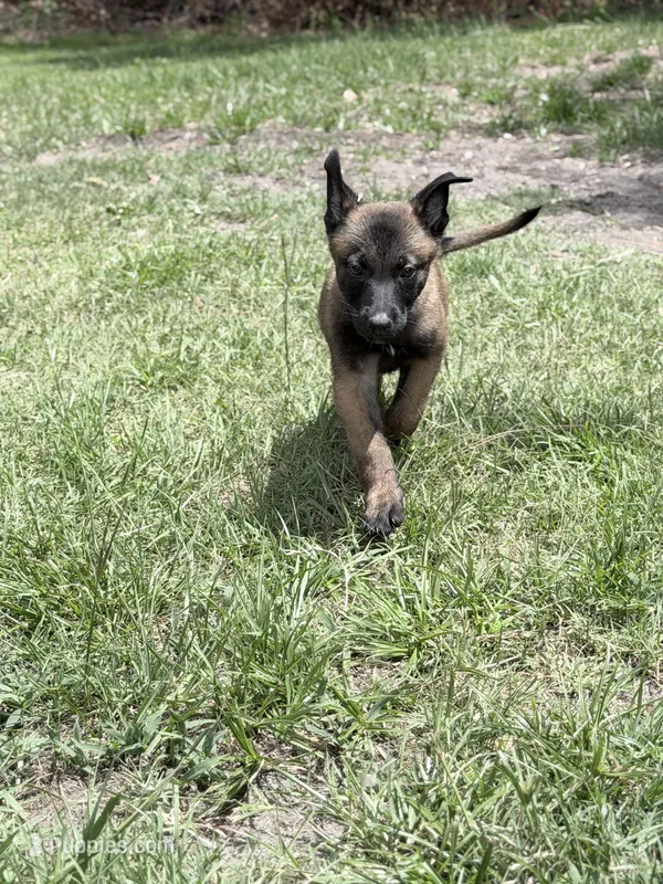 Sable boy – Belgian Malinois puppy for sale in Chesterfield, SC